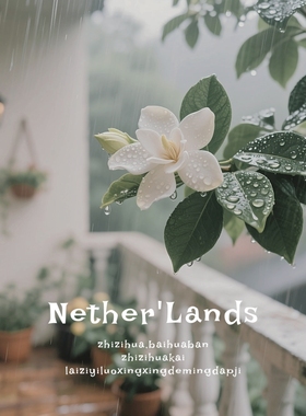 冥岛集《夏至》雨后的栀子花 水生白花香 绿意茉莉晚香玉女淡香水