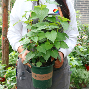 可食用四川藿香苗盆栽五香叶鱼香草茴藿香鱼香菜调料豆花蘸料新鲜