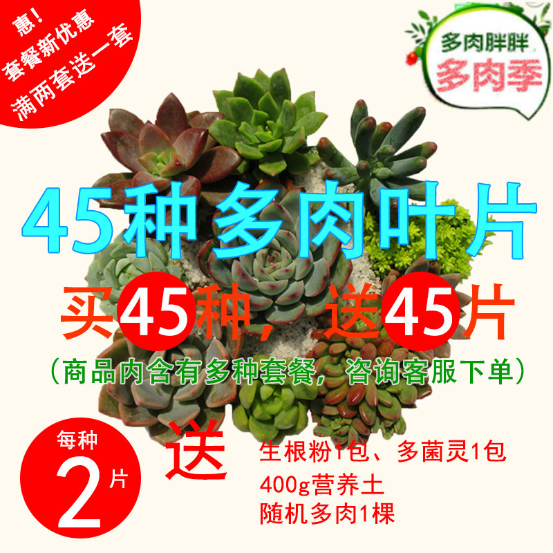 多肉植物盆栽组合叶片叶子迷你办公室室内好养多肉叶插苗买二送一 多肉胖胖 淘优券