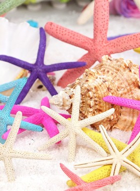 天然拍摄摆件小道具海星