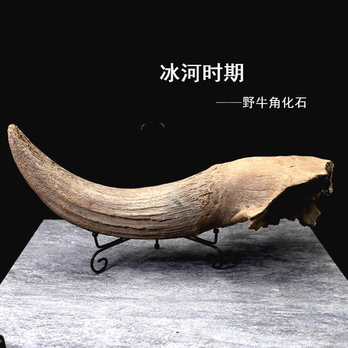 冰河时期野牛角动物原石标本摆件