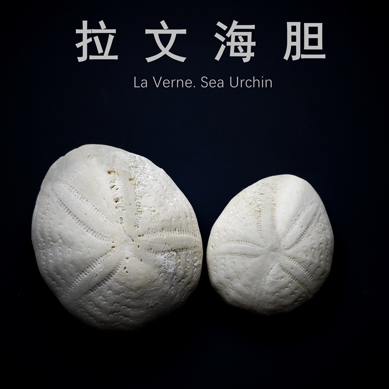 拉文海胆古生物化石教学标本科普