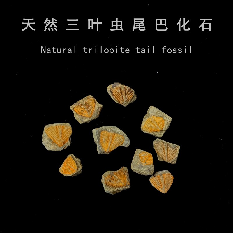 古生物天然三叶虫志留纪王冠虫脱壳化石原石地质科普教学标本礼物,饰品/流行首饰/时尚饰品新,摆件,淘宝优惠券,粉丝福利购,淘宝优惠卷