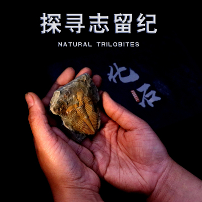天然三叶虫古生物摆件