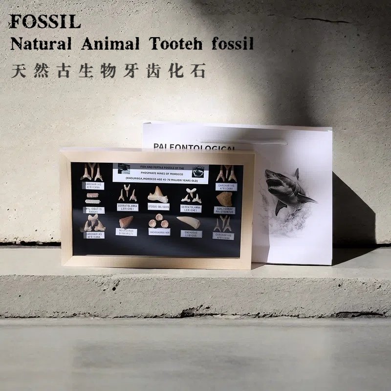 古生物牙齿化石原石天然巨齿鲨鱼牙齿化石科普教学标本儿童礼物
