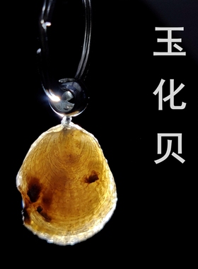 化石标本玛瑙质化石天然玉化贝古生物化石原石头教学标本双壳动物