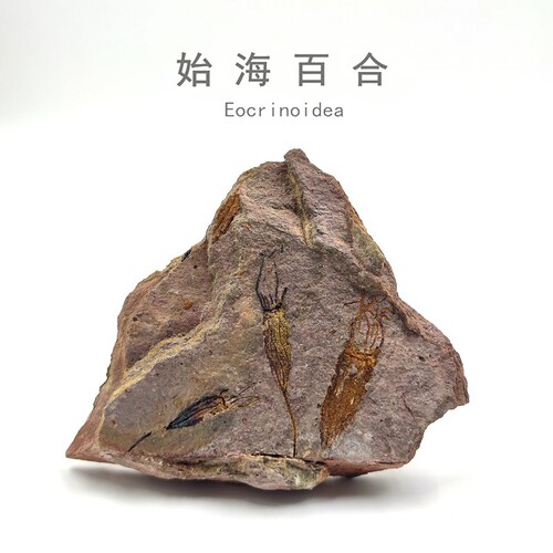 古生物摩洛哥天然始海百合群板棘皮动物化石原石科普教学标本摆件 - 封面