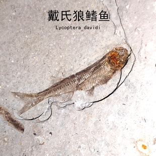 白垩纪义县组精品戴氏狼鳍鱼天然化石头保存皮肤地质科普教学标本