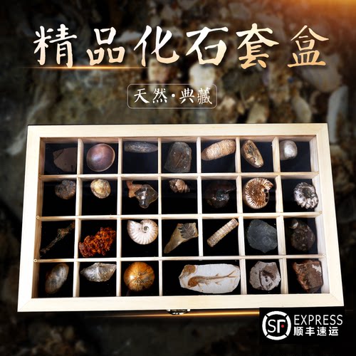 三叶虫化石标本素材模板 三叶虫化石标本图片下载 小麦优选