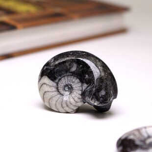 天然摩洛哥菊石化石古生物海洋动物头足化石科普教学标本原石奇石