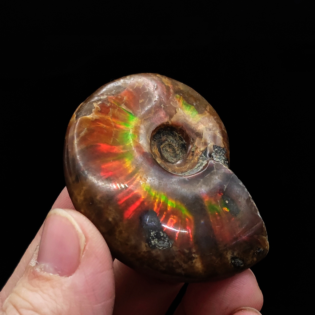 古生物化石标本马达加斯加化石斑彩螺化石七彩螺化石标本教学标本