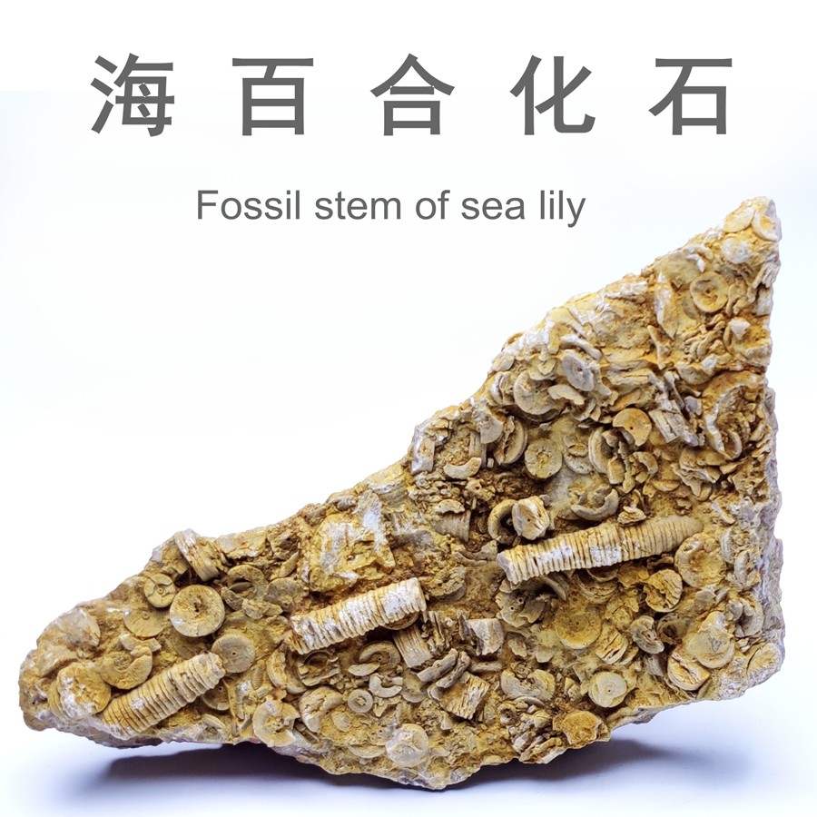 泥盆纪海百合茎化石天然古生物海洋化石铜钱石地质科普教学标本,饰品/流行首饰/时尚饰品新,摆件,淘宝优惠券,粉丝福利购,淘宝优惠卷