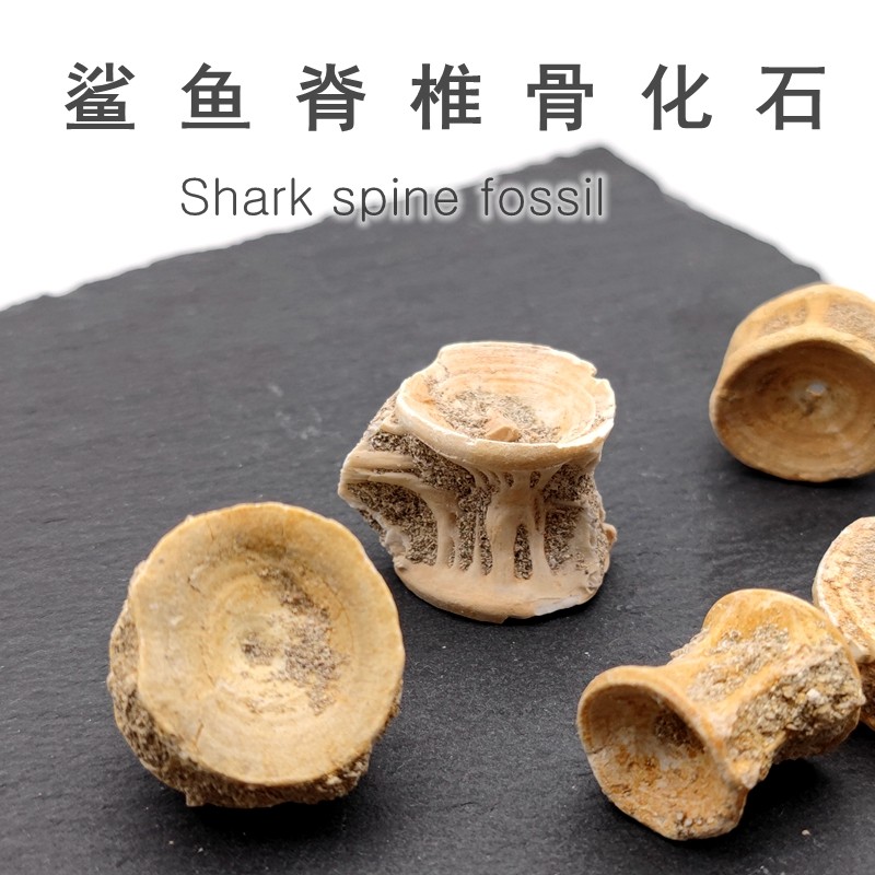 摩洛哥古生物化石天然动物骨头原石鱼骨头化石科普教学标本摆件,饰品/流行首饰/时尚饰品新,摆件,淘宝优惠券,粉丝福利购,淘宝优惠卷