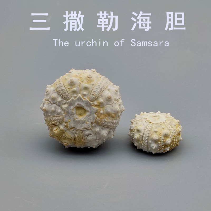 古生物标本摩洛哥玛瑙摆件