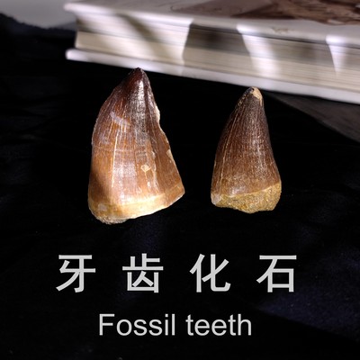 牙齿化石摩洛哥白垩纪教学标本