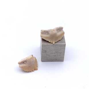 摩洛哥古动物中生代护士鲨铰口鲨鱼牙齿化石天然原石地质教学标本