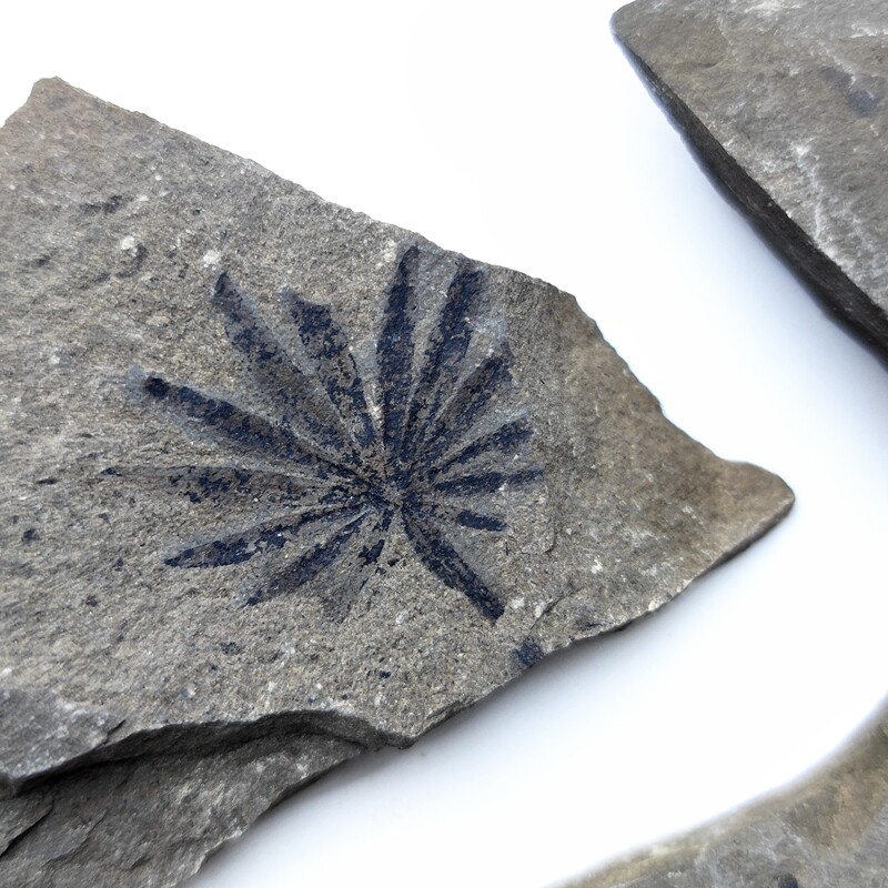 天然植物化石轮叶远古生物化石标本原石头树叶化石教学标本摆件收