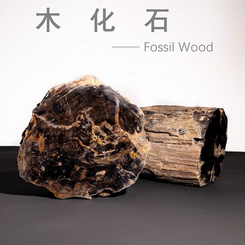 天然树化玉化石原石摆件