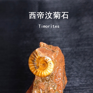 古海洋生物三叠纪西帝汶菊石化石头天然原石地质科普教学标本收藏