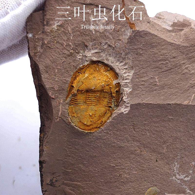 寒武纪云南三叶虫化石天然原石节肢动物地质科普教学标本摆件收藏图片