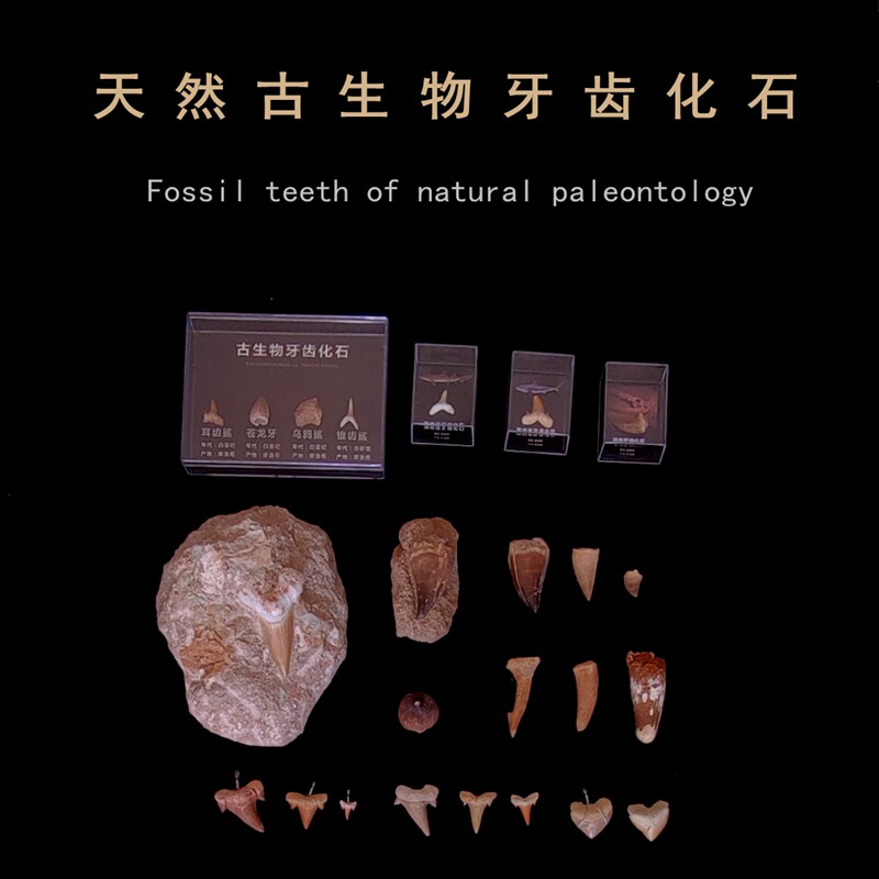 天然大耳齿鲨鱼牙化石海底古生物动物植物化石标本儿童考古科普