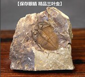 志留纪古生物天然王冠虫三叶虫保存眼睛化石标本原石摆件收藏礼物