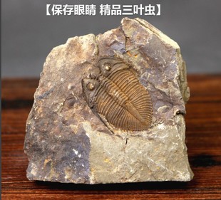 志留纪古生物天然王冠虫三叶虫保存眼睛化石标本原石摆件收藏礼物