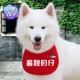个性 狗名字手工萨摩耶防水口水巾棉麻大型犬松狮狗狗宠物狗围嘴兜