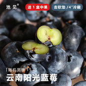 池见 云南露天高原花香L25蓝莓自然生长脆甜微酸脆甜现摘新鲜空运