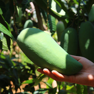 池见 四川攀枝花大金煌大青芒芒果【纯甜无酸 核薄肉糯 无纤维】