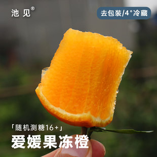 池见 爱媛38四川丹棱红美人果冻橙水果当季新鲜现摘柑橘蜜橘子