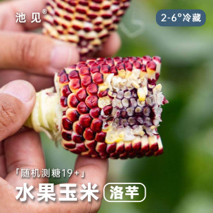 广东洛芊水果花玉米即食爆浆新鲜现摘甜嫩脆甜多汁生吃香甜 池见