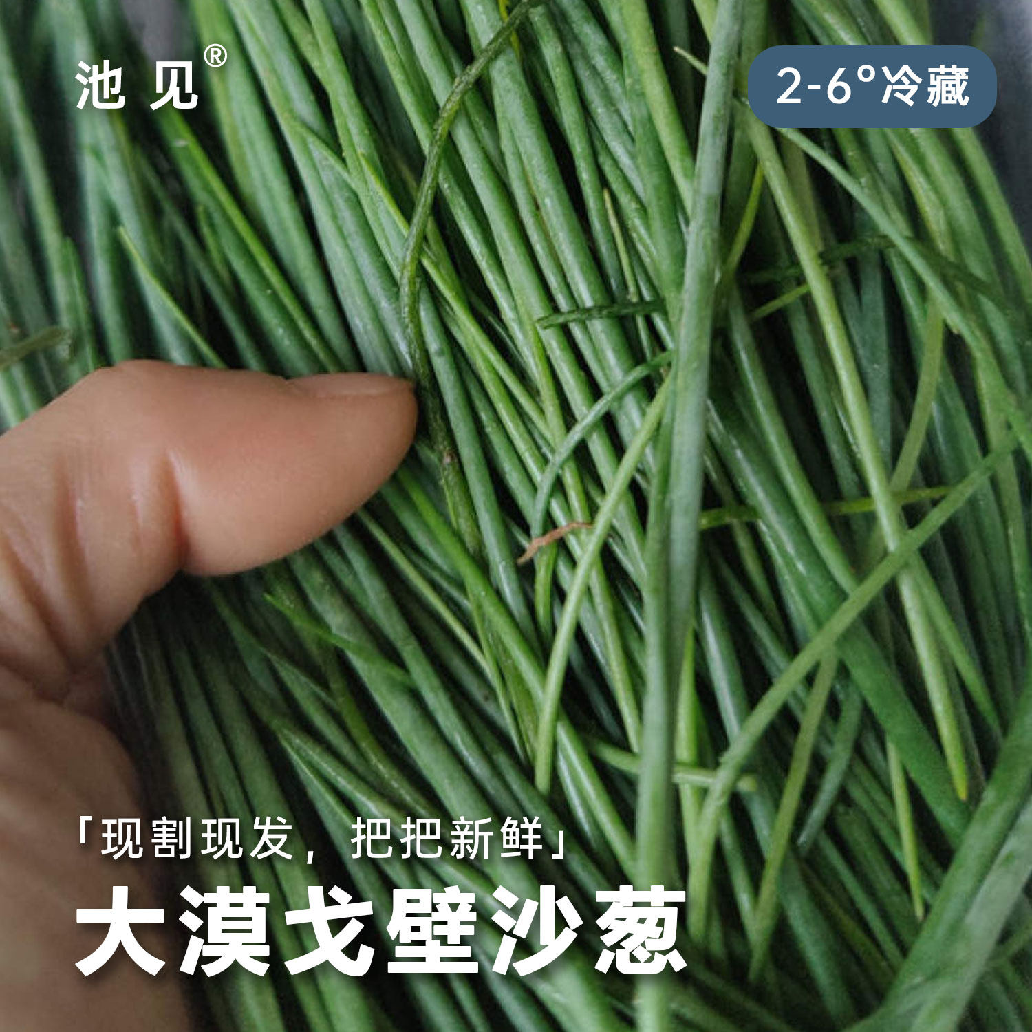 池见 大漠戈壁沙葱甘肃民勤特产蒙古韭野菜新鲜蔬菜火锅凉拌顺丰