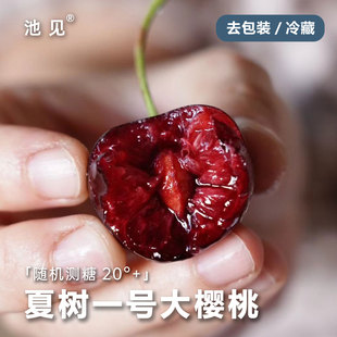 池见甘肃俄罗斯八号夏树一号车厘子大樱桃2斤（60-90颗）果肉硬脆