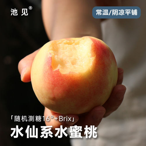 限量水仙系黄肉初恋神仙水蜜