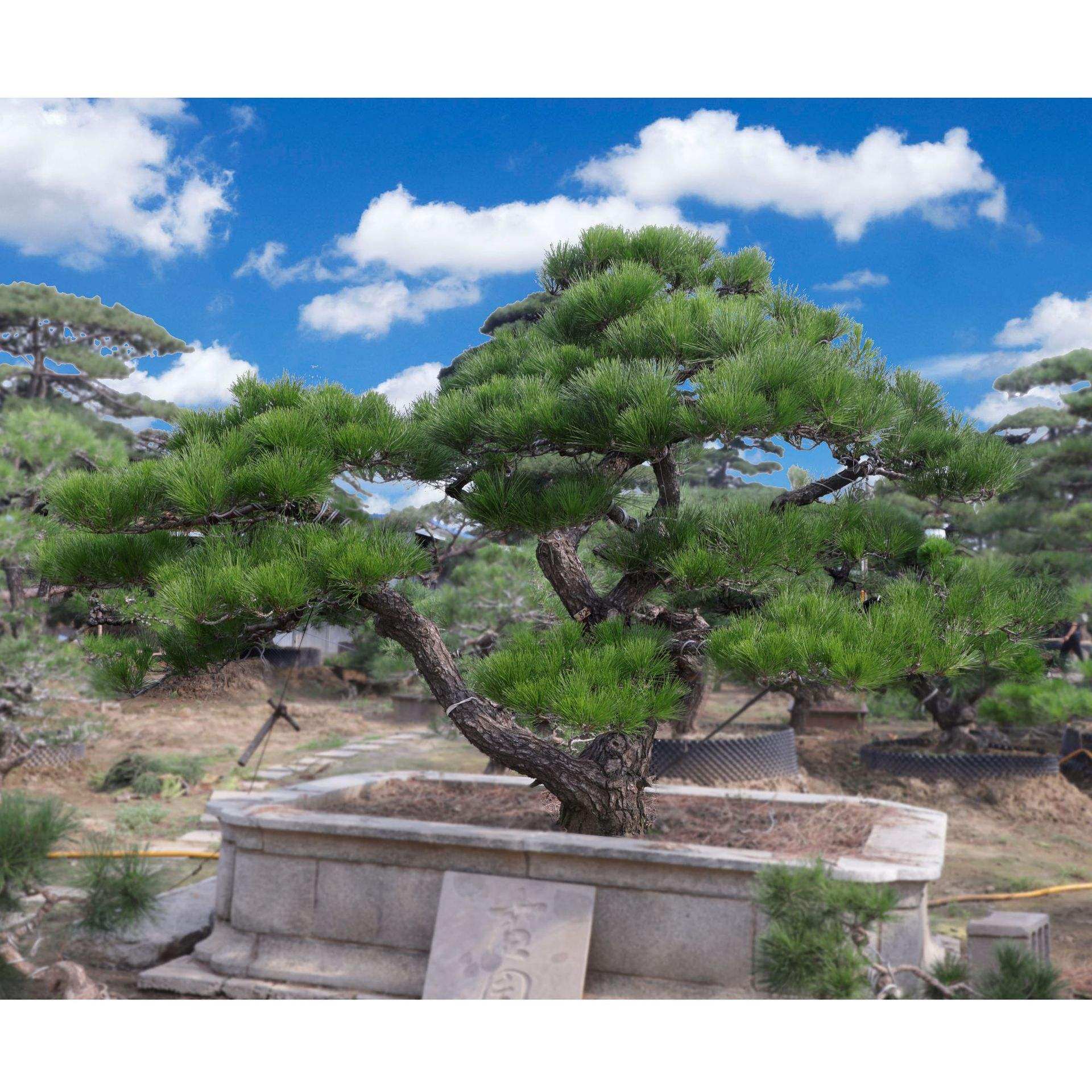 绿化苗木日本黑松小苗庭院黑松苗雪松树苗四季常青盆景植物松树苗