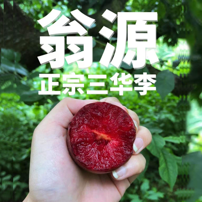 【火爆大促】正宗韶关翁源三华李子 新鲜水果红心李三华李