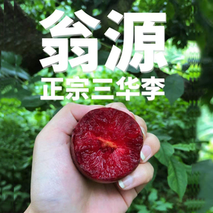 【火爆大促】正宗韶关翁源三华李子 新鲜水果红心李三华李