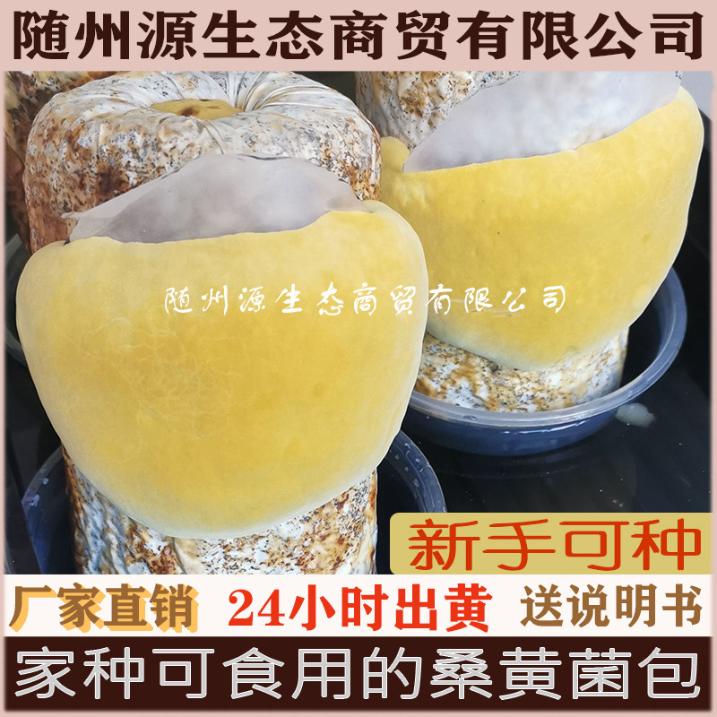 源生态桑黄菌种菌包家庭基地种植桑黄包可食用菌阳台蘑菇多肉植物