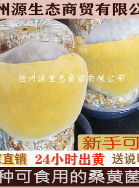 源生态桑黄菌种菌包家庭基地种植桑黄包可食用菌阳台蘑菇多肉植物