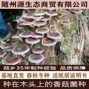 种在木头上香菇菌种 椴木香菇菌种 椴木蘑菇菌种 食用菌菌种