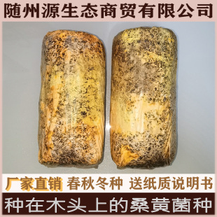 椴木桑黄菌种 种在木头上的桑黄菌种 椴木蘑菇菌种 食用菌种