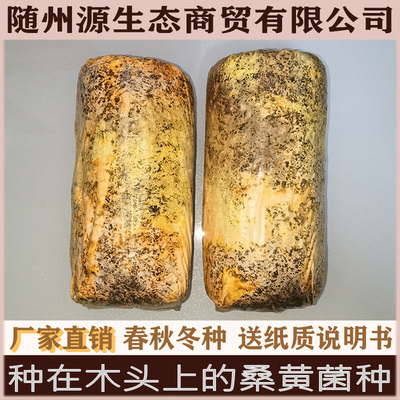 椴木桑黄菌种 种在木头上的桑黄菌种 椴木蘑菇菌种 食用菌种