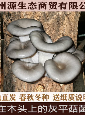种在木头上的灰平菇菌种 椴木平菇菌种 椴木蘑菇菌种 侧耳菌种