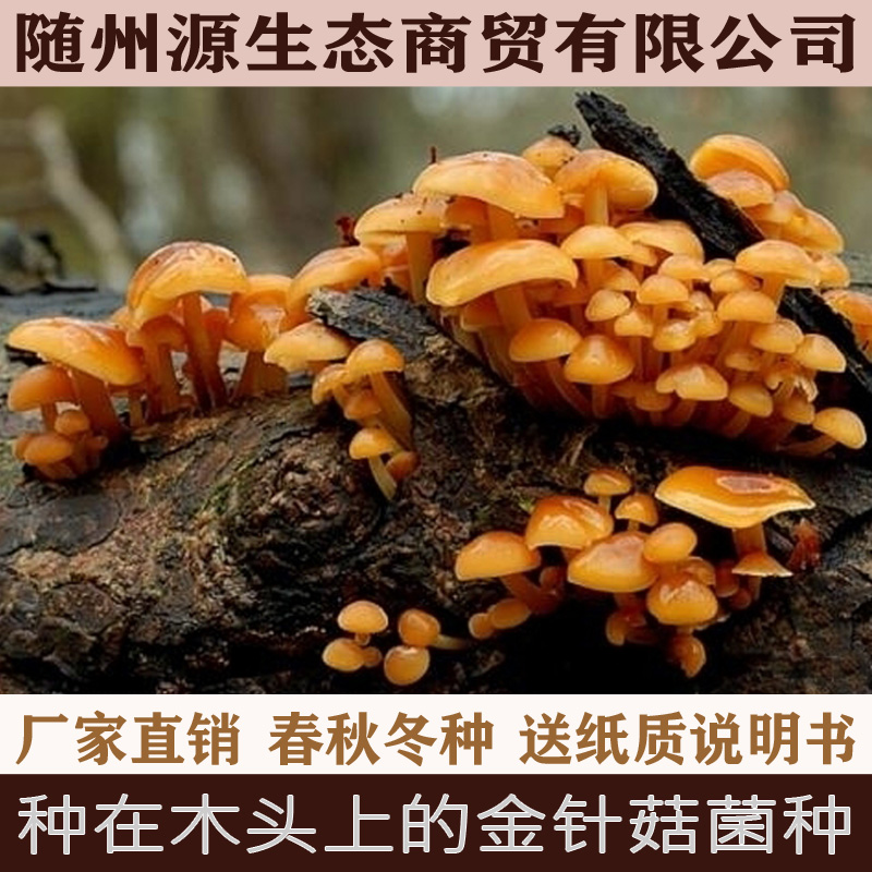 椴木金针菇菌种 种在木头上的金针菇菌种 椴木蘑菇菌种 食用菌种