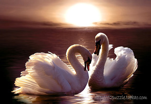 香港优质300片益智拼图成人文青减压玩具夕阳天鹅六一节智力礼物