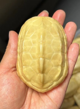黄金甲龟壳手把件富甲一方