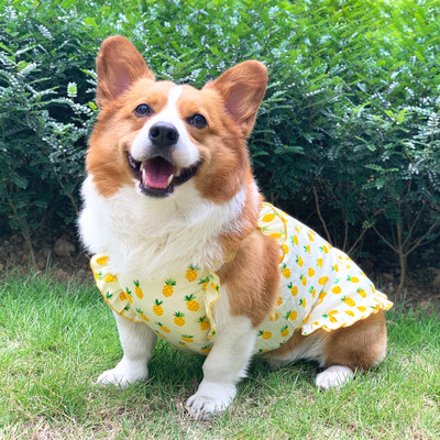 中小型犬柯基背心狗狗衣服薄款