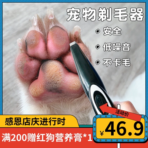 Собачья бритья ноги, ноги, кошка с ладонила