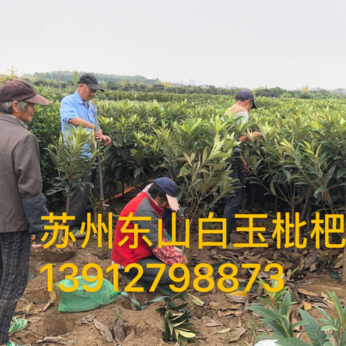 白玉枇杷树苗嫁接好常绿